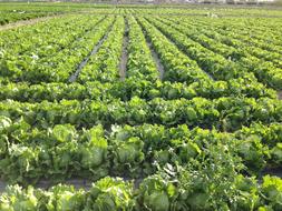 Salad Field Agriculture