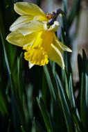 Daffodil Spring Yellow green