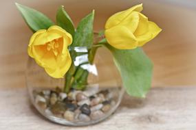 Tulips Flowers Yellow macro