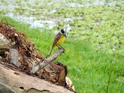 Rio Grande Do sul nature