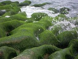 Sea Groove Old Stone Trough è