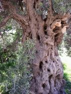 Old Olive Tree Bark