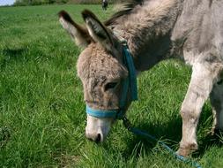 Donkey Ass