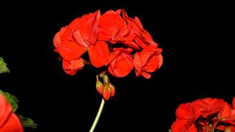 Geranium Flower Red black background