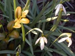 Sun Heat Flowers