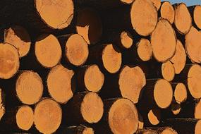 Wood Trunk Cup