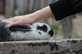 Rabbit