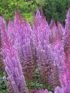 Purple Flowers in garden landscape