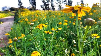 Yellow Flower Israel Field