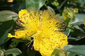 Flower Exotic Petal yellow