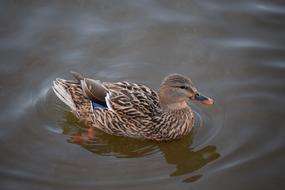 Female Mallard Waterfowl Duck