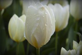 White tulips shrouded in water droplets