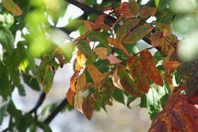 Autumn Leaves