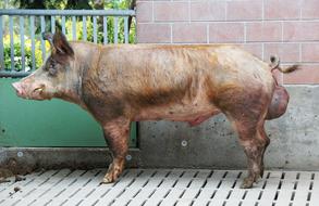 Breeding Boars Pig