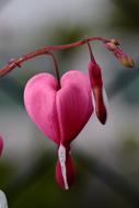 Flower Heart pink close-up on blurred background