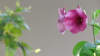 Purple Flower green leaves