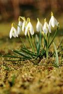 macro view of Snowdrop, group of Spring Flowers