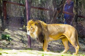 Lion Zoo