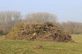 Wood Pile Branches