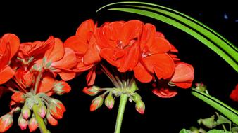 photo of a red geranium on a black background