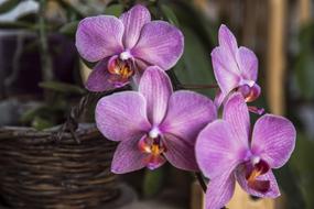 beauty Orchid Flower Pot violet
