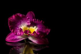 Bloom Orchids black background