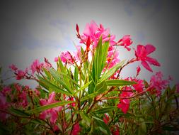 pink meadow flowers on cloudy sky background