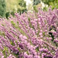 Garden Pink Flowers
