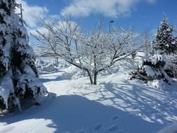 Tree Winter cercis canadensis