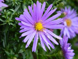 Aster violet Flower