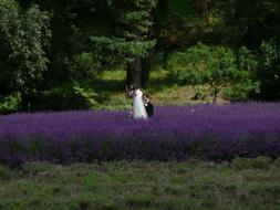 Wedding couple Photographing blooming Lavender