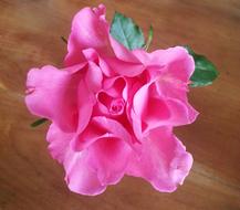 Beautiful, pink rose flower of different shades, with the green leaves, in light