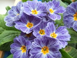Primerose Flower yellow Blue