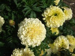 closeup view of Yellow Flowers in summer garden