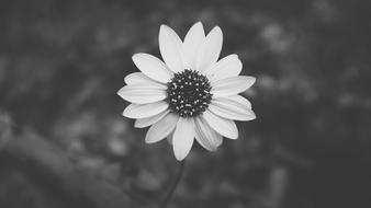 Daisy at blur background, Black And White