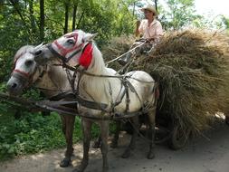 Romania Horses Cart