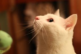 Kitty Look White