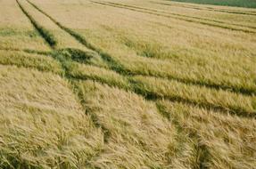 Fields Grass Tracks