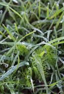 Dew Grass