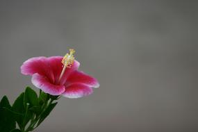 Hawaiian Flower, Hibiscus at blur background