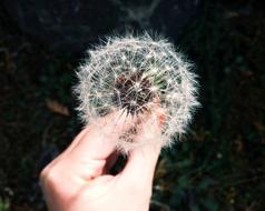 fascinating Dandelion Flower in Hand