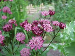 Flower Astrantia in the garden on a blurred background