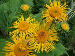 Yellow Flowers at garden
