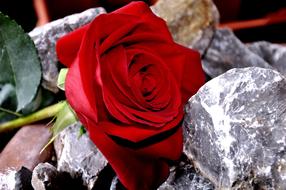 Rose Stone