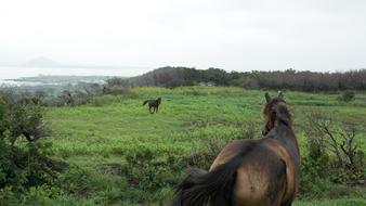 Horses running through the field