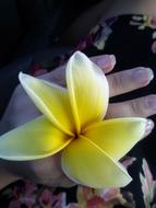 Yellow Flower on hand