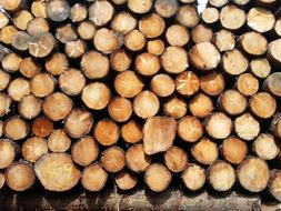 Wood Trees Tree