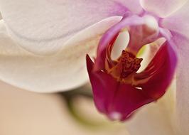 Orchid red white Flower