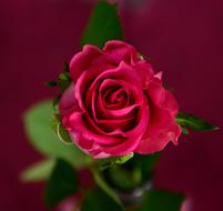soft Rose Pink Blossom