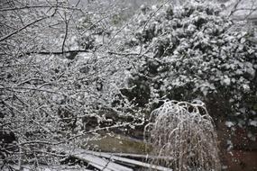 Wintry forest Snowy trees